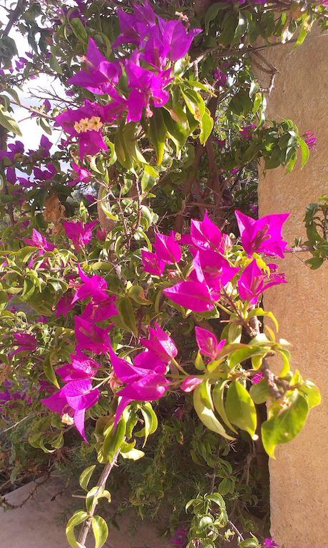 Agriturismo Su Birde Orosei Oda fotoğraf